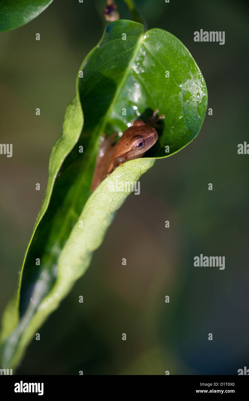 Frog inside a leaf at Cienaga las Macanas wetlands, Herrera province, Republic of Panama. Stock Photo