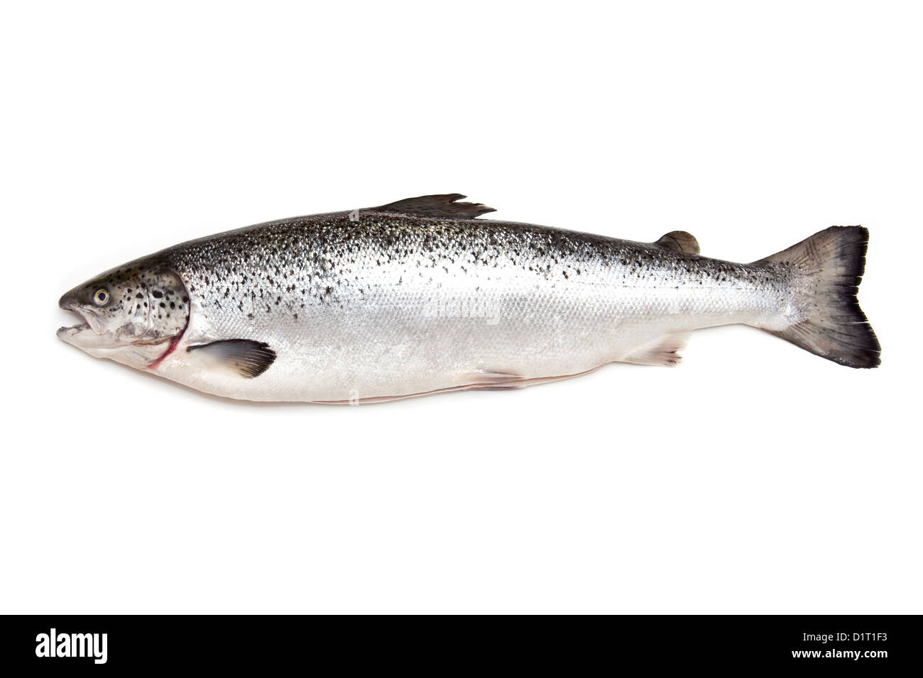 Scottish Atlantic Salmon (Salmo solar) whole, isolated on a white studio background. Stock Photo