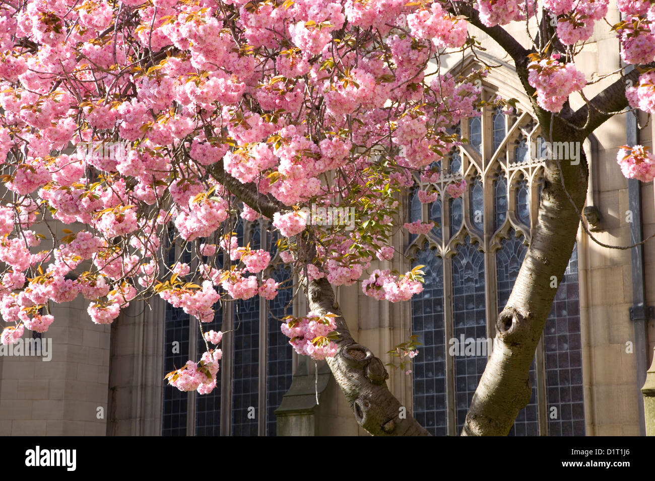 Cherry blossoms dating site in Manchester