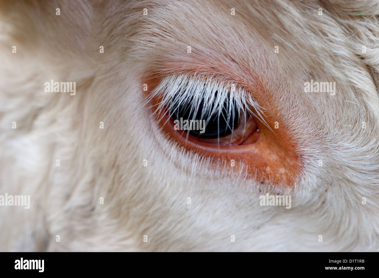 White eyelashes around the eye of a white cow close up Stock Photo