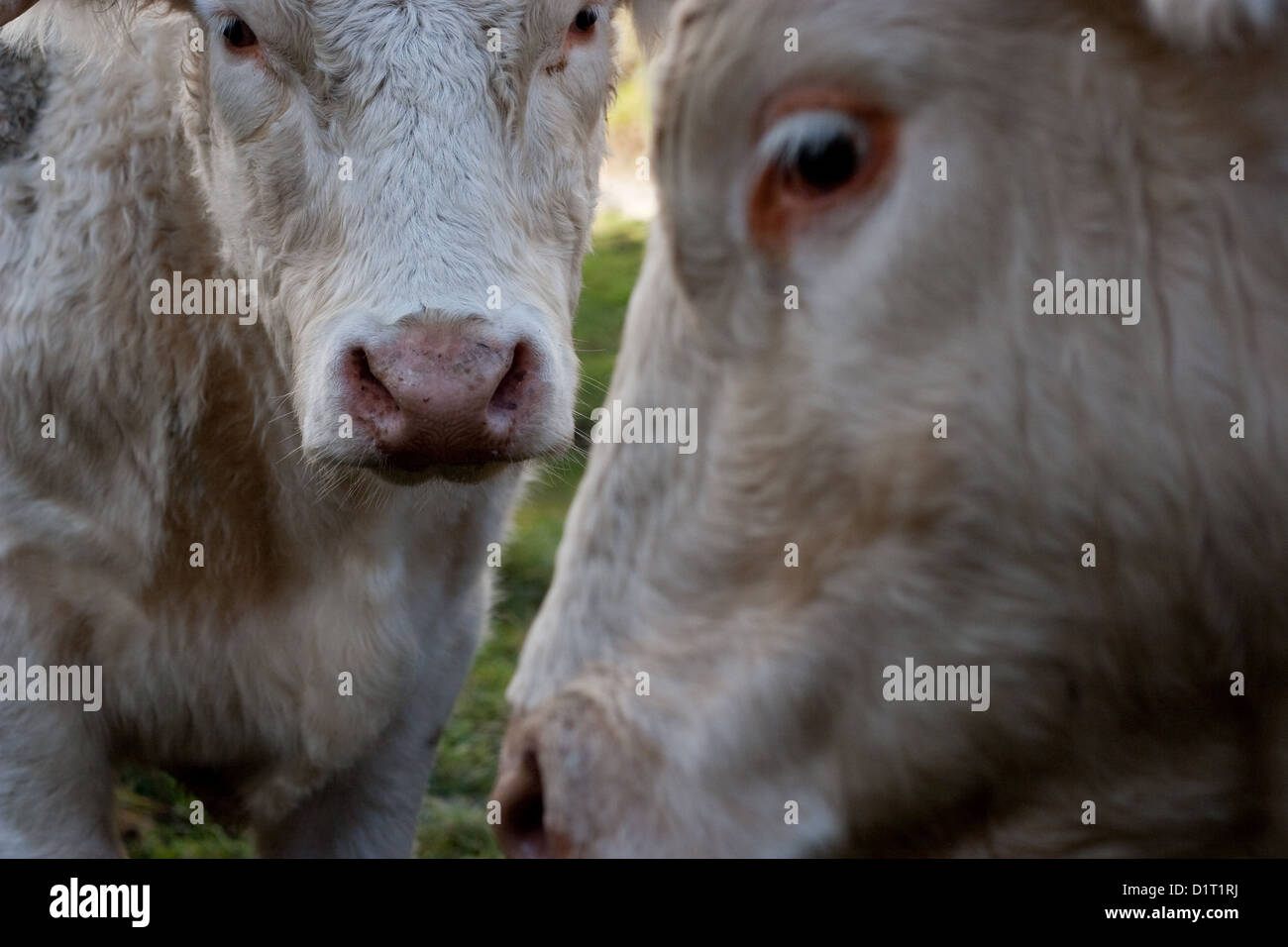 Two white cows close up with the focus on their heads and eyes Stock Photo