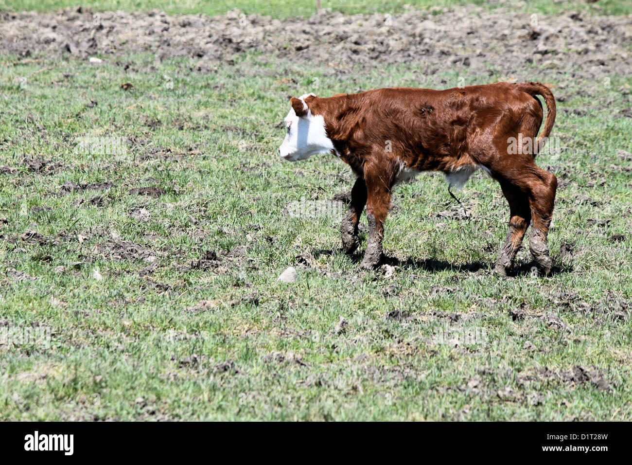 Hereford calf in a grass covered pasture Stock Photo - Alamy