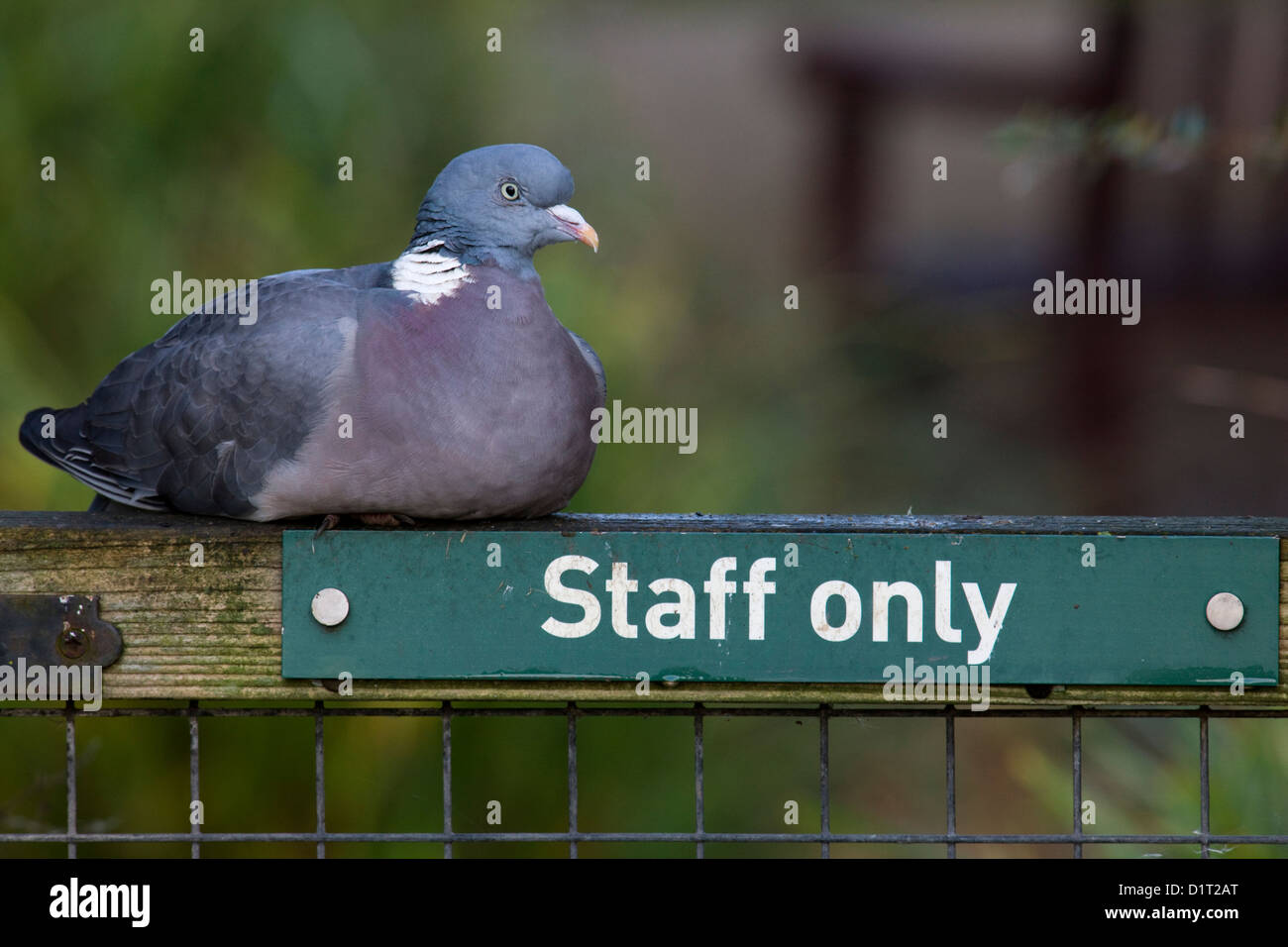 A woodpigeon on guard at a gate with a sign marked 'Staff only' Stock Photo