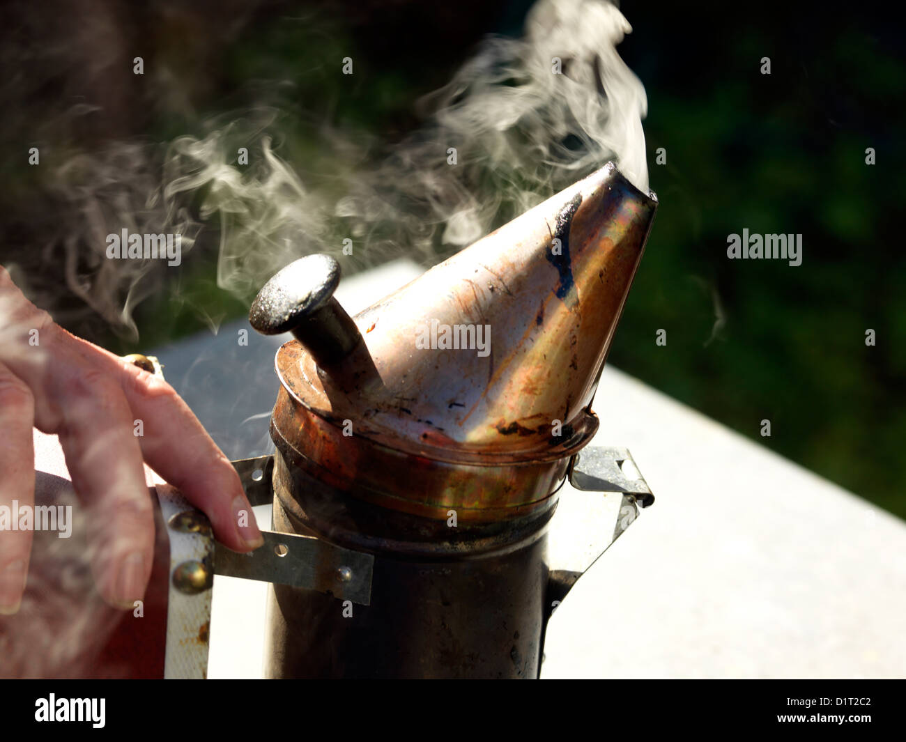 Bee smoker smoke is used to calm the bees Stock Photo
