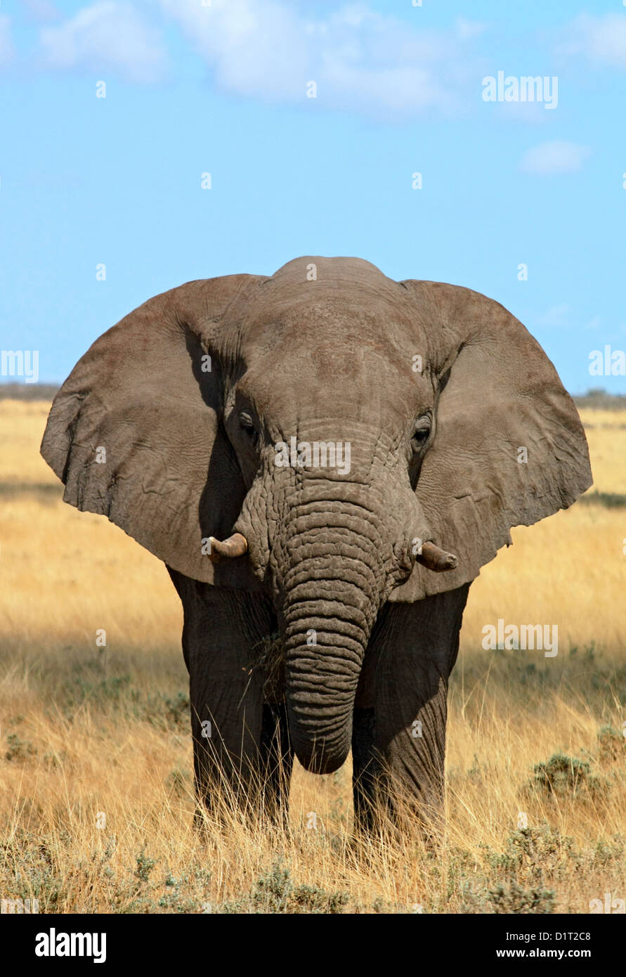 A large Bull Elephant in Etosha National Park, Namibia Stock Photo