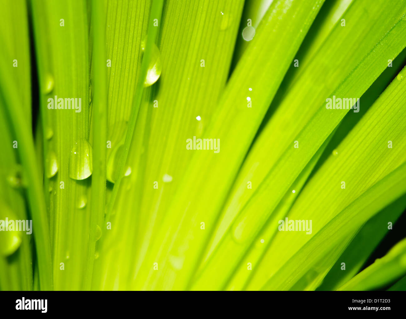 infused raindrops infused raindrops