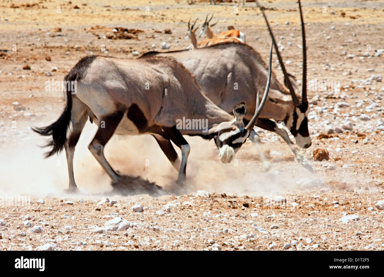 Two Oryx fighting at a waterhole in Etosha National Park Stock Photo
