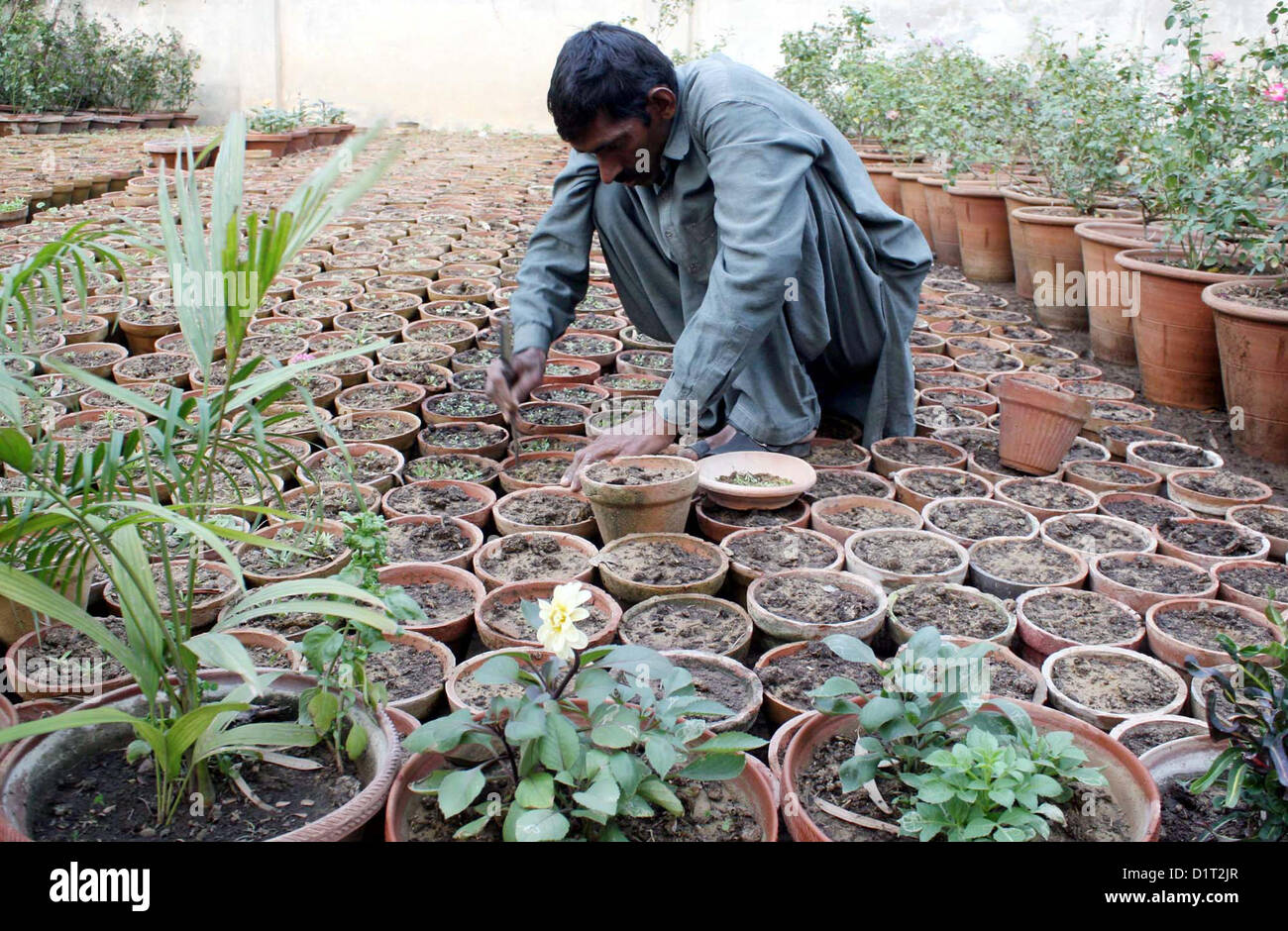 Gardener busy in sapling plants in pots as he sells plants and flowers to earn his livelihood