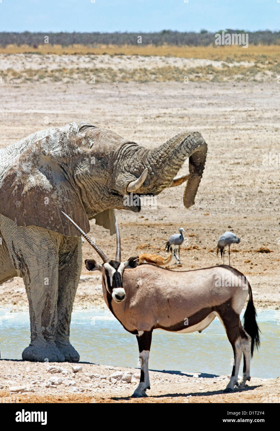 A large Bull Elephant at a waterhole in Etosha National Park, Namibia ...