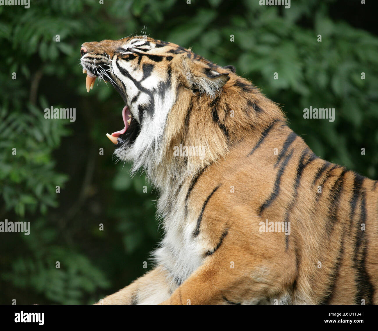 Tiger showing teeth hi-res stock photography and images - Alamy
