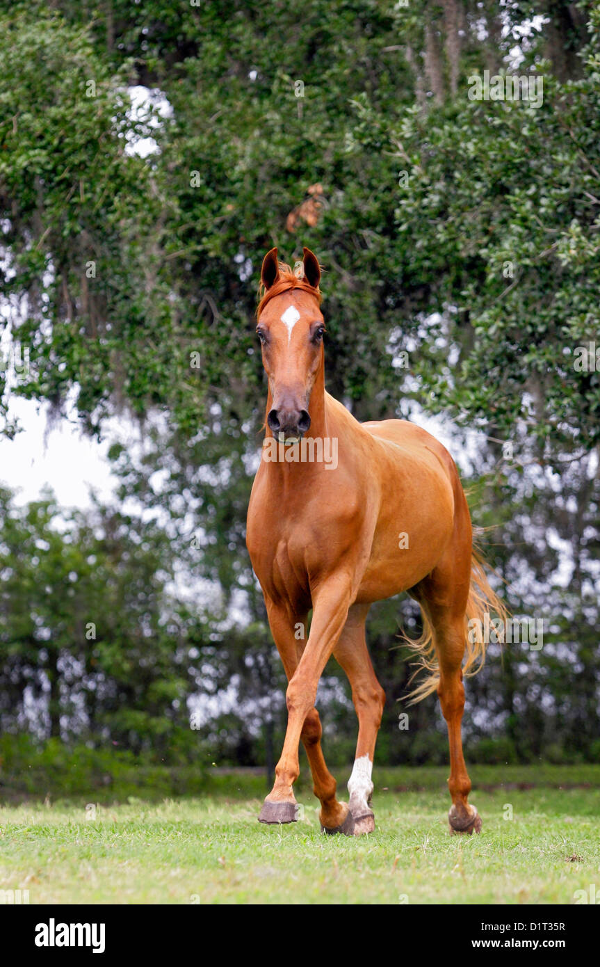 Chestnut horse trots in pasture while at liberty Stock Photo Alamy
