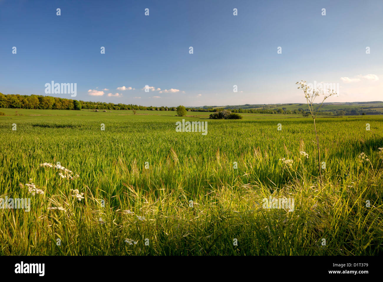 Pretty English field in Springtime Stock Photo