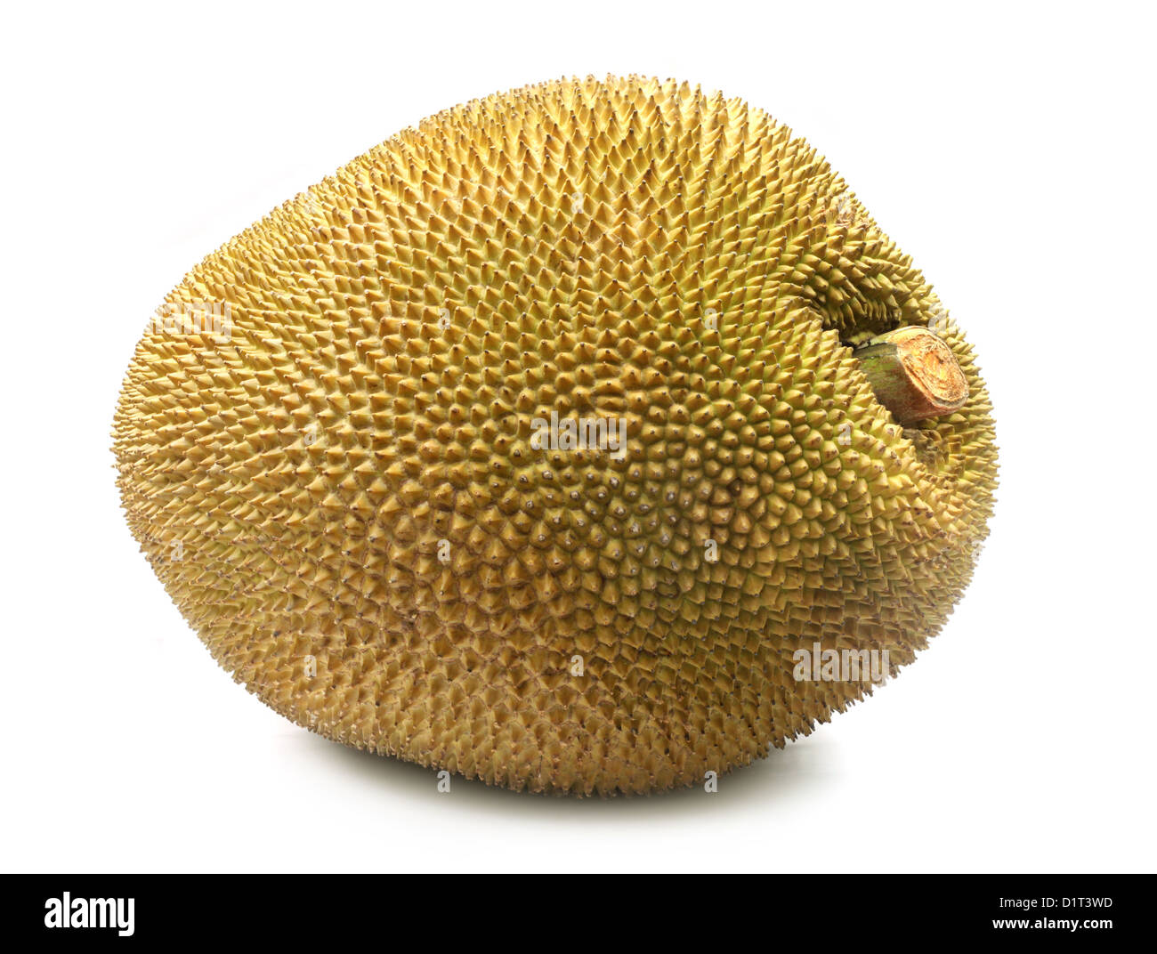 Giant Jackfruit Stock Photo