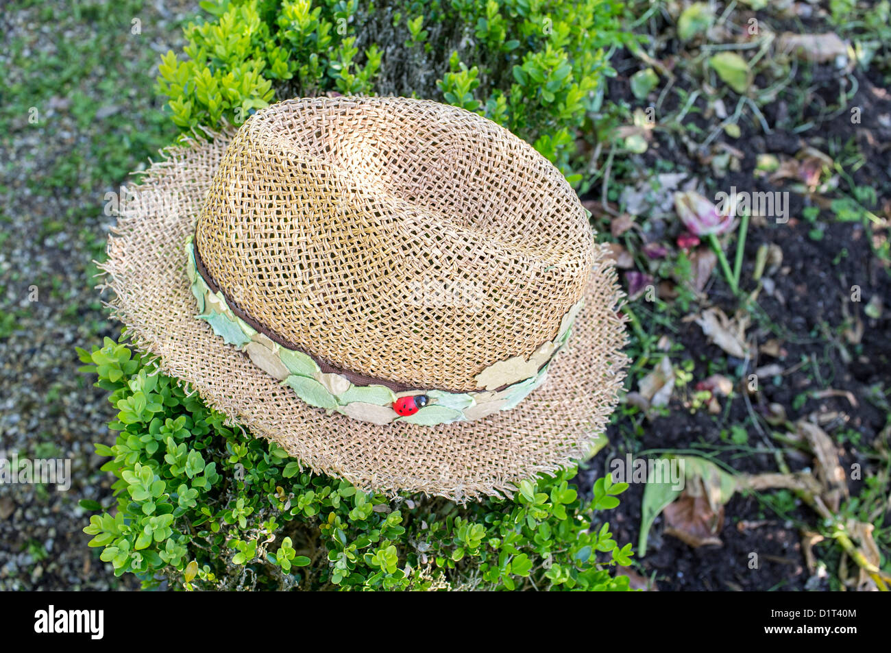 A Gardeners Straw Hat Sitting on a Clipped Box Hedge Stock Photo