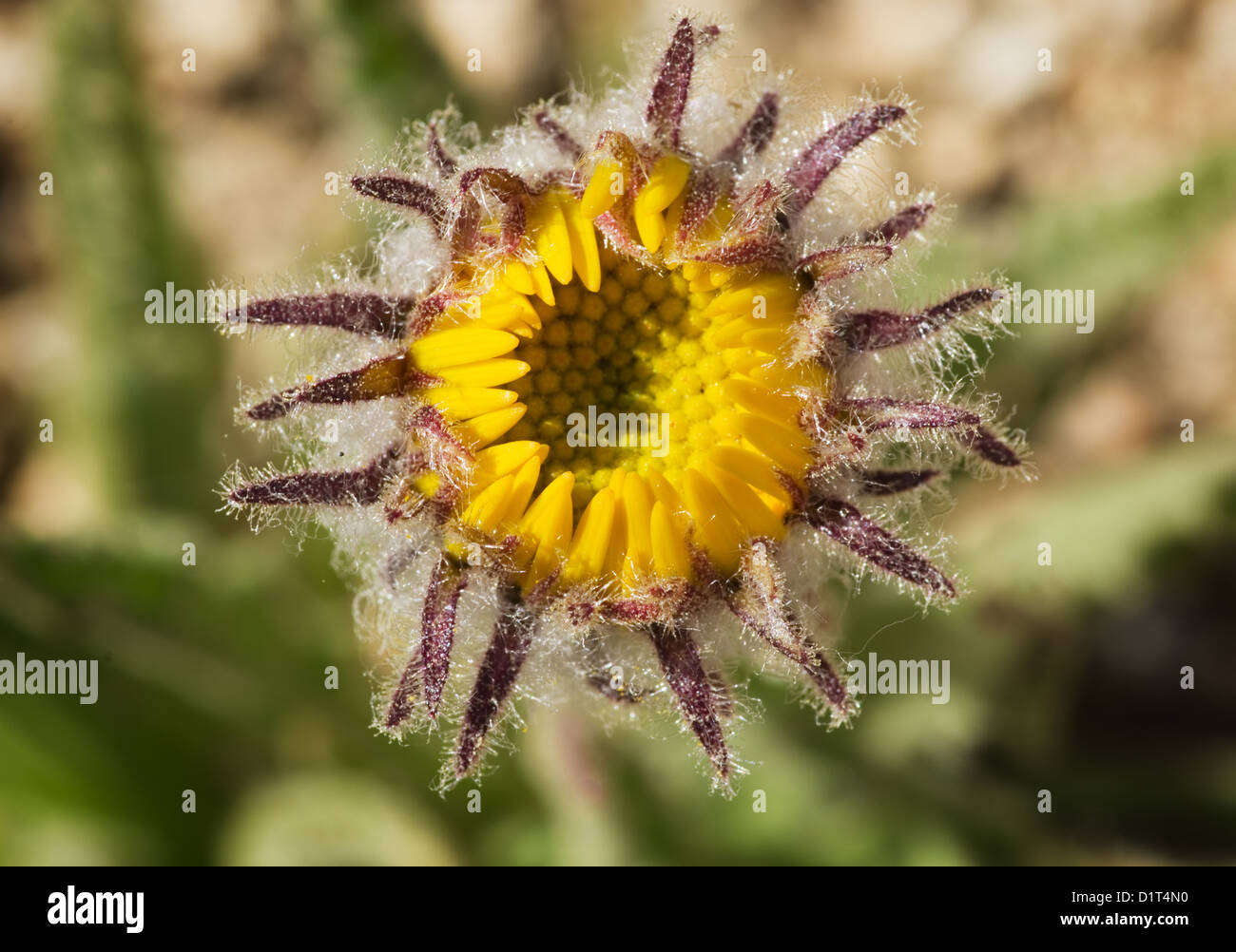 macro image of Hulsea algida or Alpine gold yellow wildflower bud opening up Stock Photo