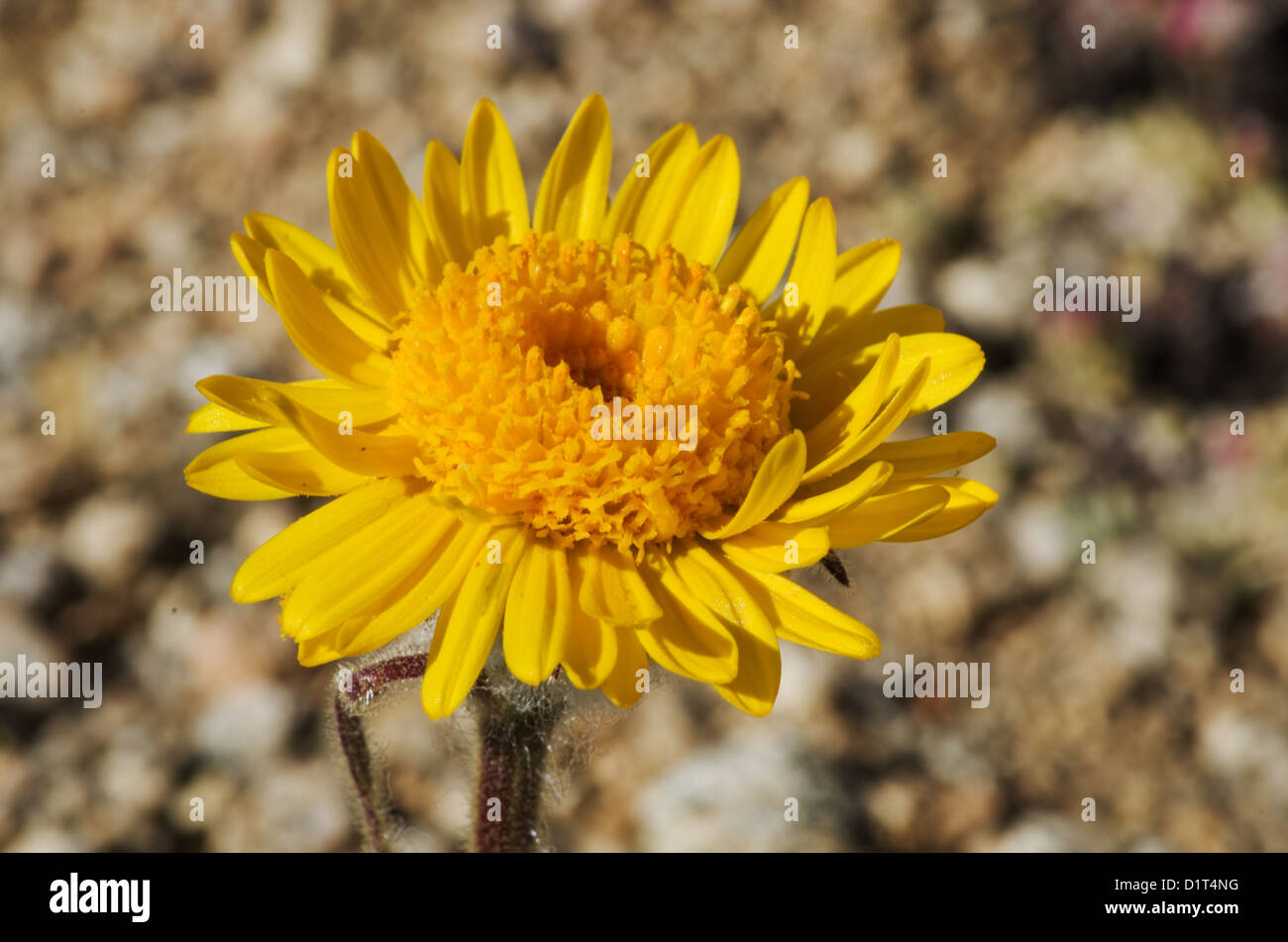 macro image of Hulsea algida or Alpine gold yellow wildflower Stock Photo