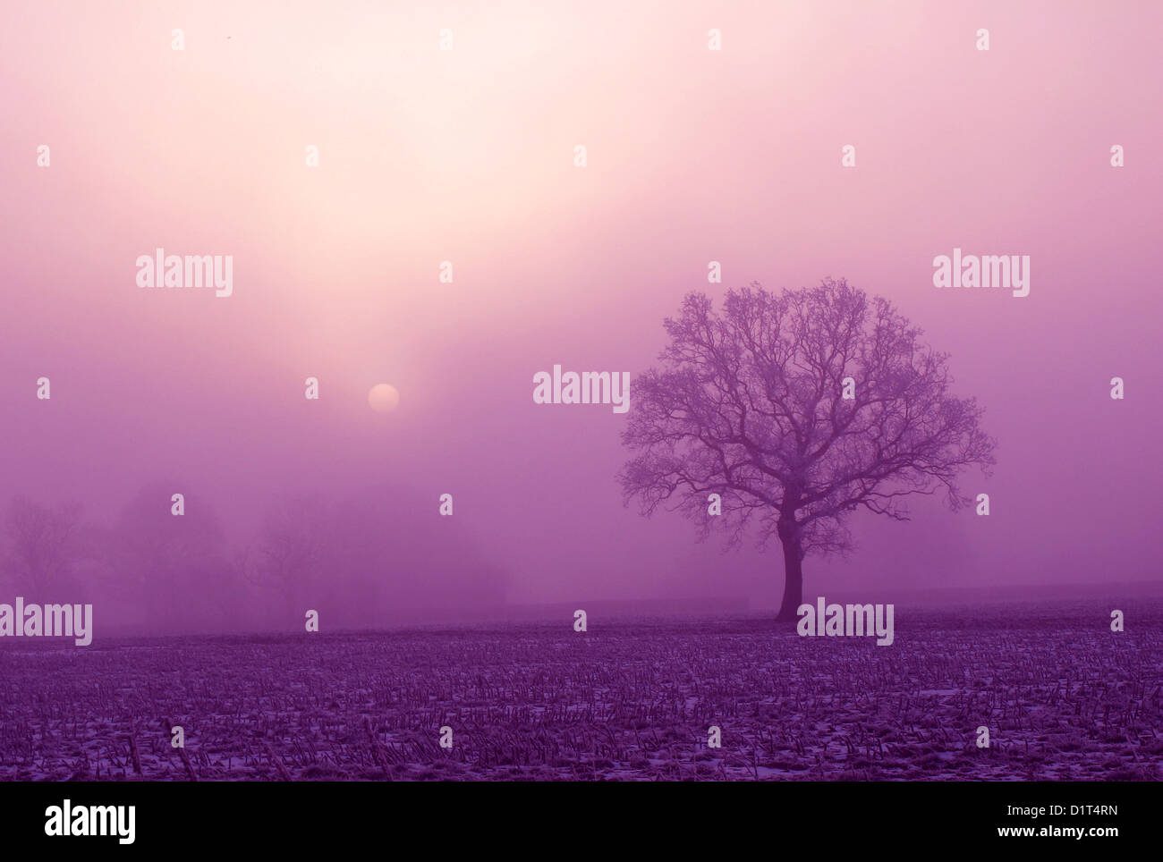 A misty lilac - purple sunrise / sunset with a tree in the