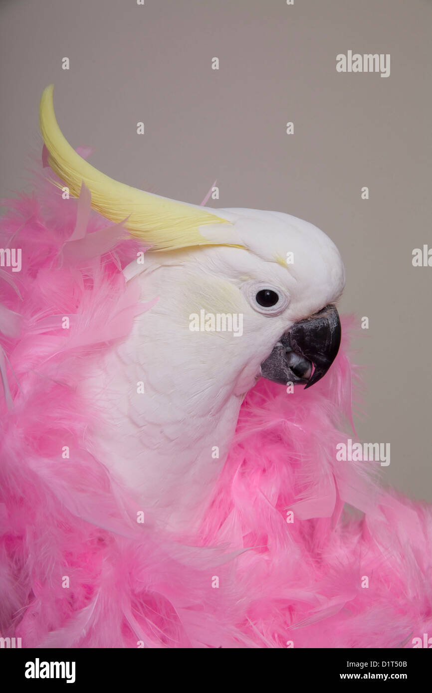 Sulphur Crested Cockatoo dressed in a pink feather boa Stock Photo