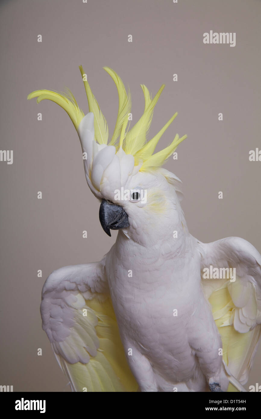 Indoor studio shoot with a Sulphur Crested Cockatoo - Australian Native Parrot  - yellow crest partly raised Stock Photo
