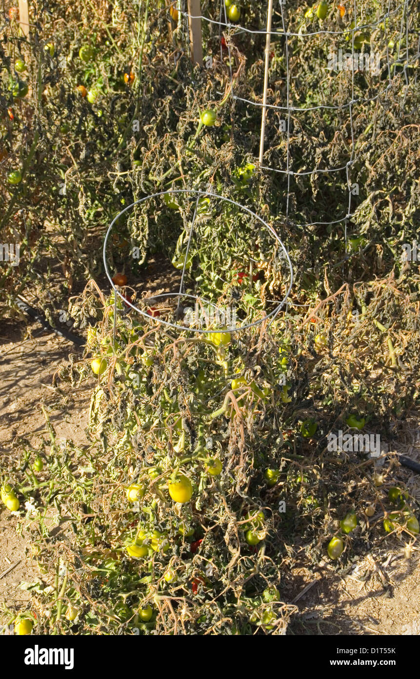 frost damaged tomato plants in a garden Stock Photo Alamy