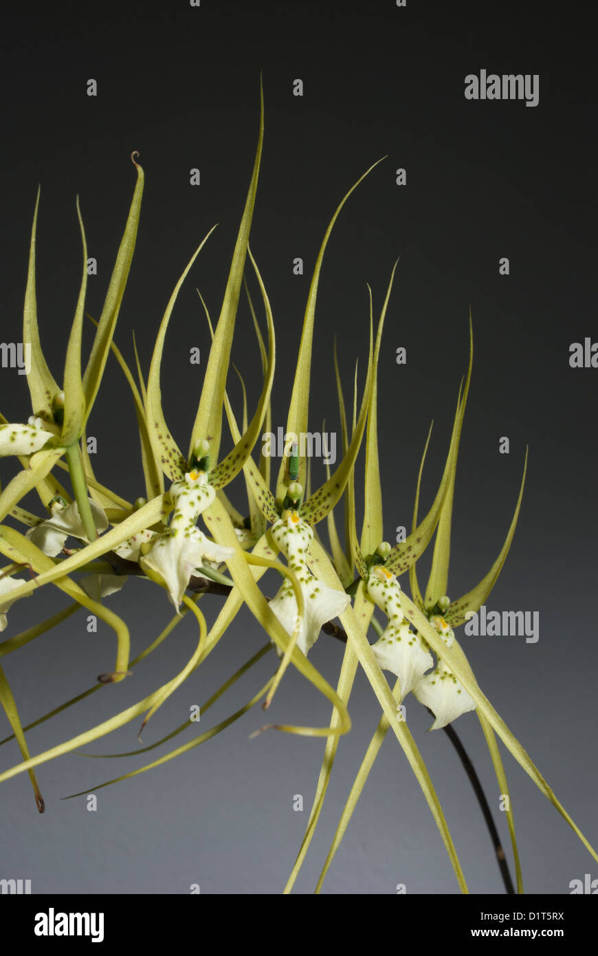 Orchid Brassia verrucosa with a green insect on center flower Stock Photo