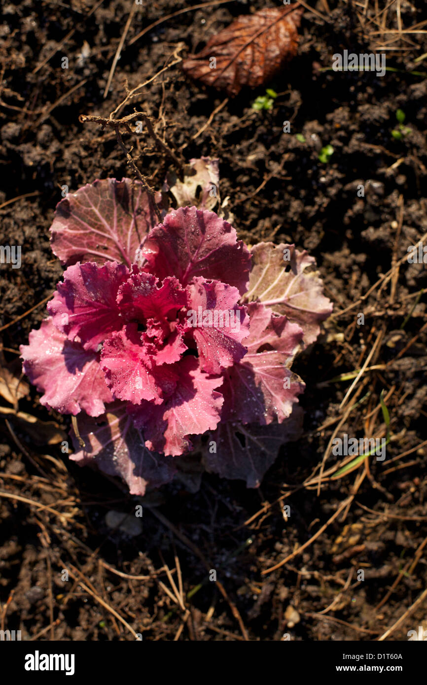 Overhead shot of Red, Lollo Rosso lettuce Stock Photo