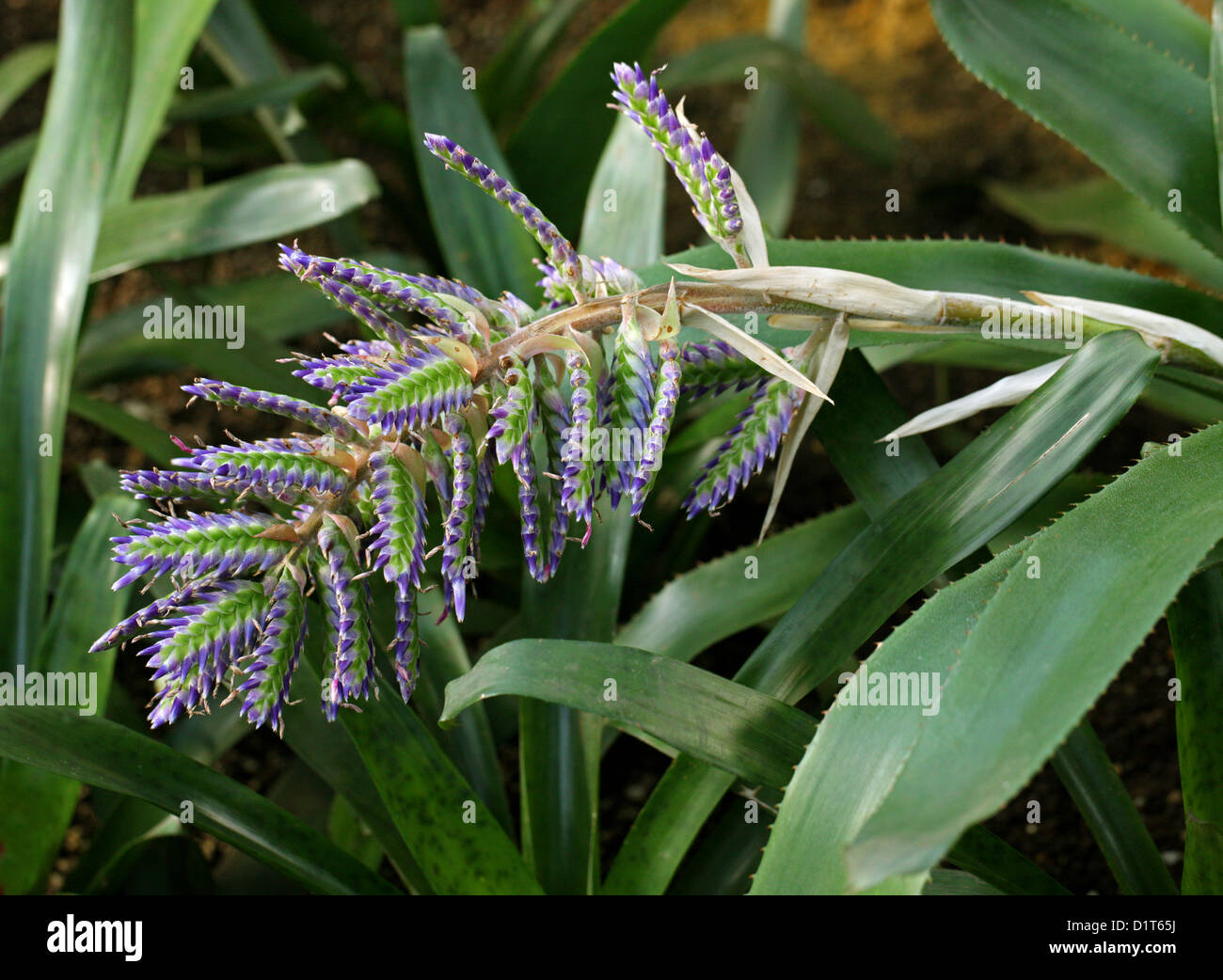 Bromeliad, Aechmea smithiorum, Bromeliaceae. Caribbean & Brazil, South America. Stock Photo