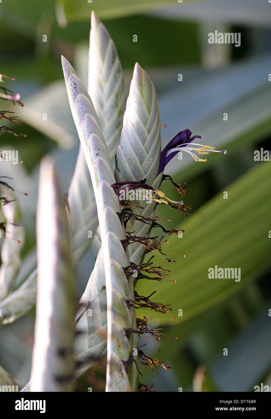 Bromeliad, Alcantarea regina, Bromeliaceae. Brazil, South America. Stock Photo
