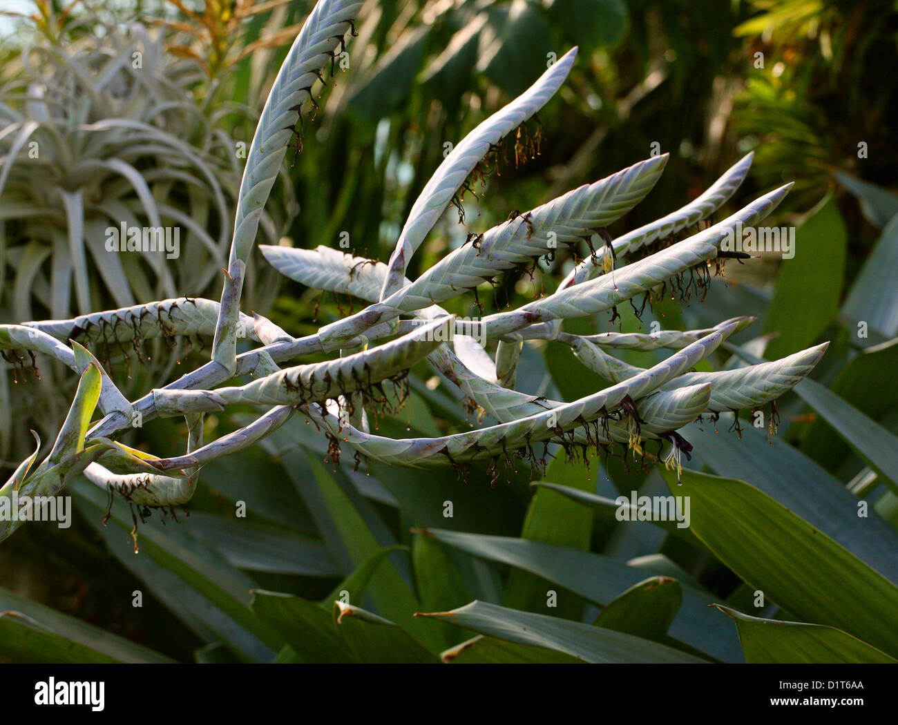 Bromeliad, Alcantarea regina, Bromeliaceae. Brazil, South America. Stock Photo