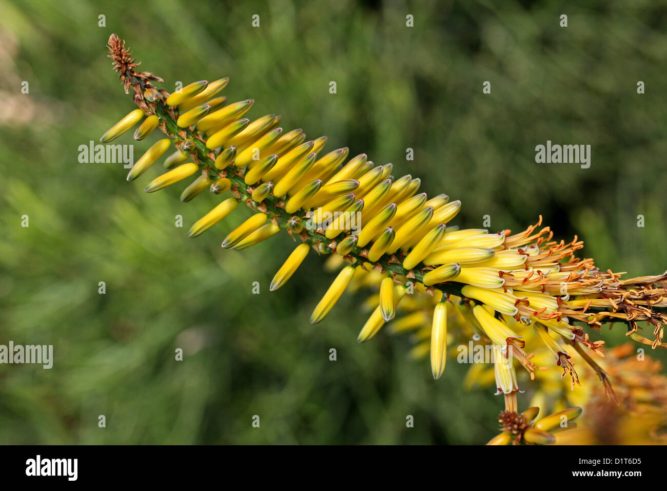African Aloe, Spiny Aloe or Uitenhage Aloe, Aloe Africana, Asphodelaceae (Aloaceae), South Africa Stock Photo