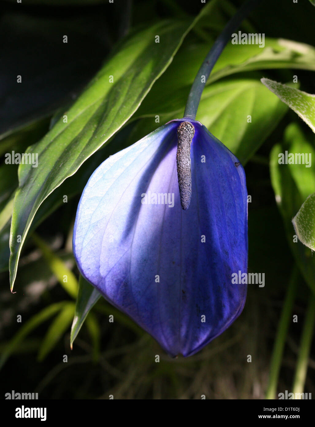 A Blue Peace Lily, Spathiphyllum 'Cupido', Araceae. Stock Photo