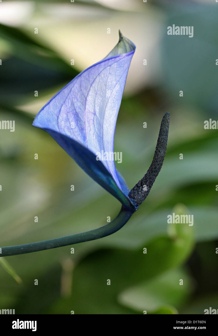 A Blue Peace Lily, Spathiphyllum 'Cupido', Araceae. Stock Photo