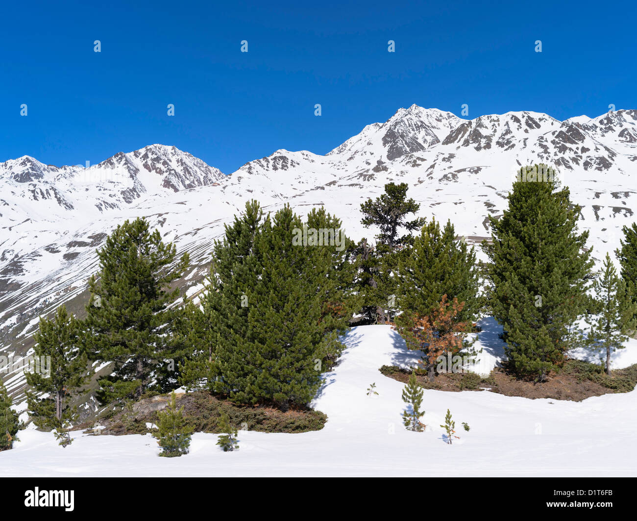 Oetztal Alps during winter near Vent, Tyrol. High altitude stand of Pinus cembra or Swiss Pine or Arolla Pine Austria, Tyrol. Stock Photo