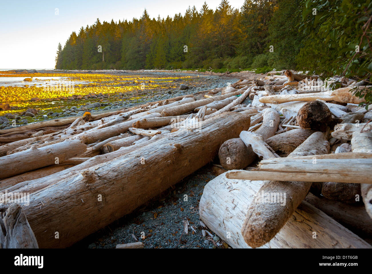 Driftwood on a beach of Vancouver Island Stock Photo Alamy