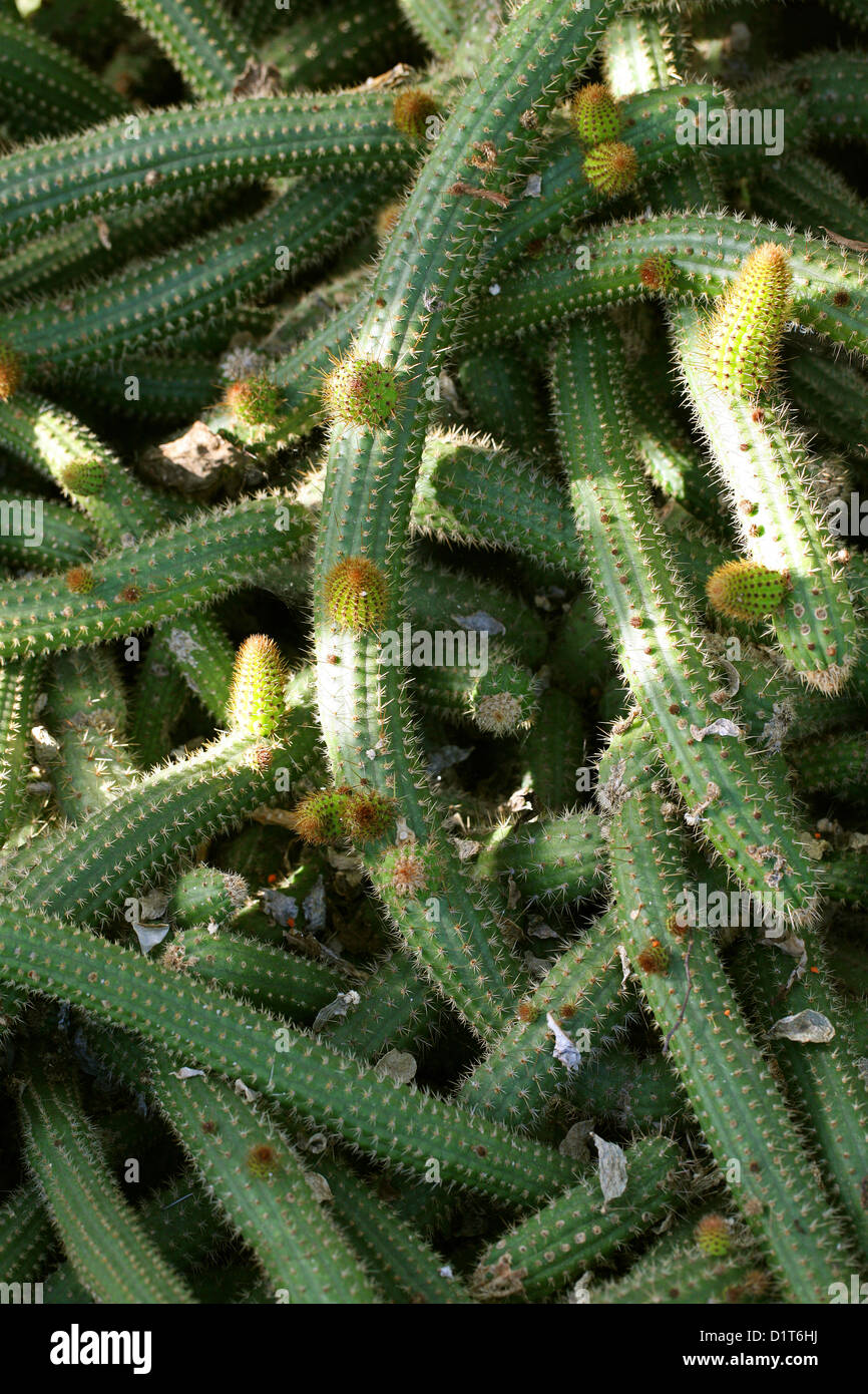 South American Cactus, Cleistocactus samaipatanus, Cactaceae. Bolivia, South America. Stock Photo