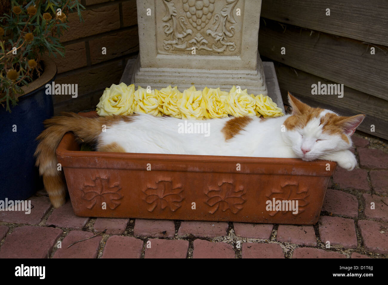 A cat sleeping in a flower trough. Stock Photo