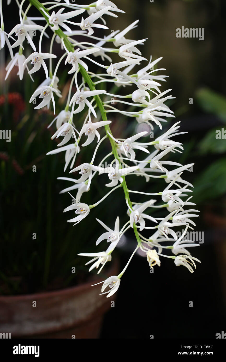 Outstanding Dendrobium, King Orchid, or Rock Lily, Dendrobium speciosum, Orchidaceae. Australia. Stock Photo