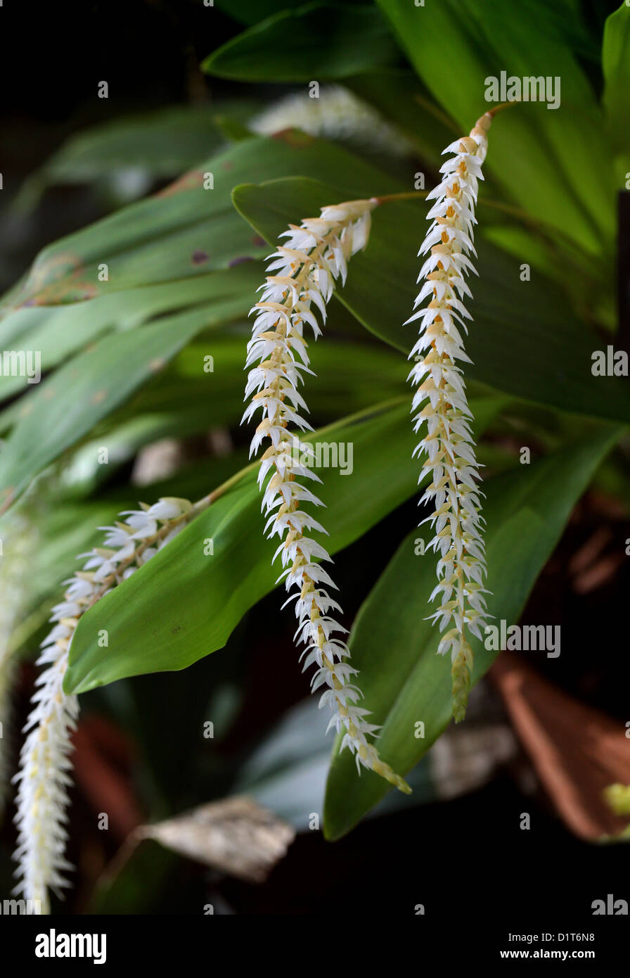 Hay-scented Orchid or Husk-like Dendrochilum, Dendrochilum glumaceum, Orchidaceae. Philippines, South East Asia. Stock Photo