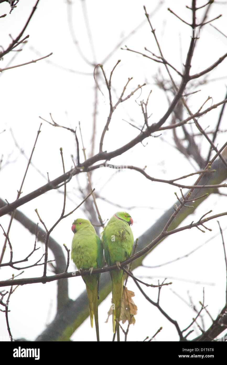 Pair of rose-ringed parakeets in the rain in a tree Stock Photo