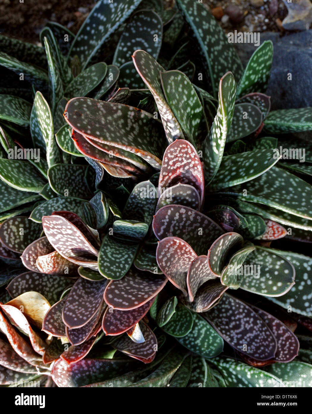 Gasteria brevifolia, Xanthorrhoeaceae (Asphodelaceae, Aloaceae). South Africa. Stock Photo