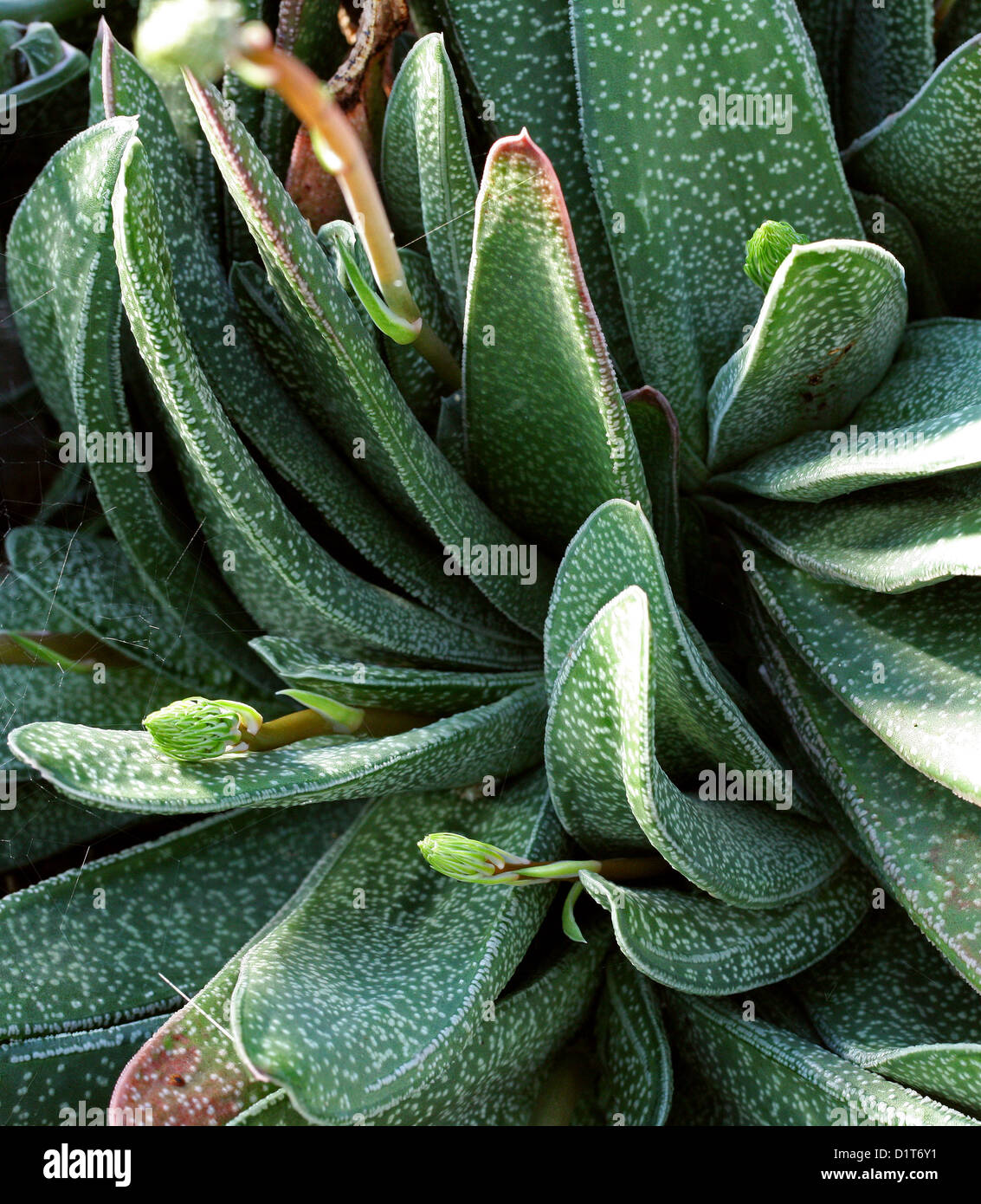 Gasteria retata, Xanthorrhoeaceae (Asphodelaceae, Aloaceae). South Africa. Stock Photo