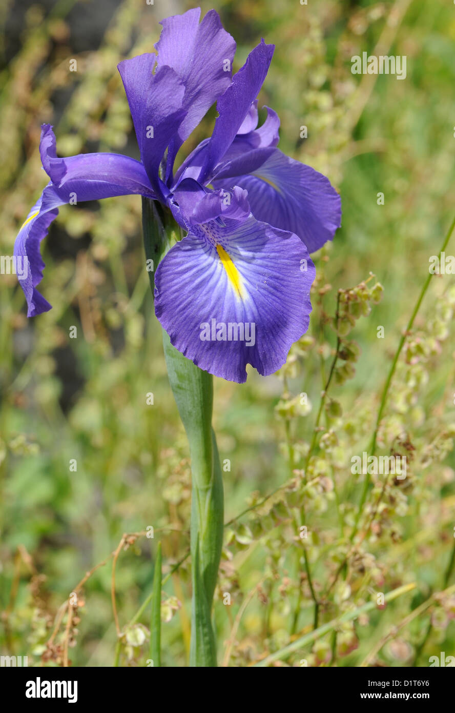 Iris (Iris species) growing in grassland. Picos de Europa Asturias, Spain. Stock Photo