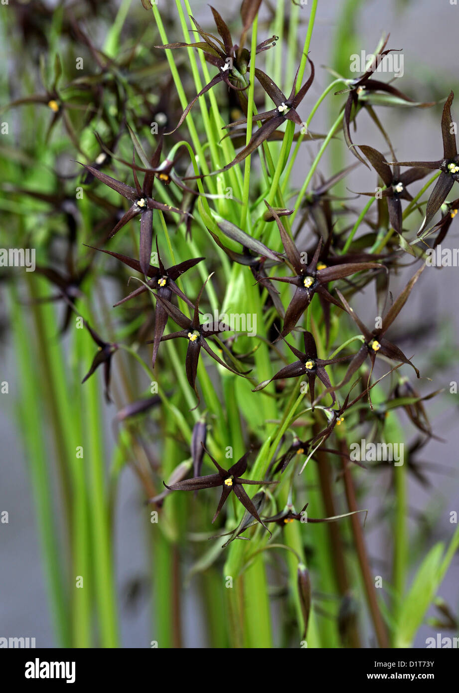 Gethyum atropurpureum, Alliaceae. syn. Solaria atropurpurea. Northern Chile, South America. Stock Photo