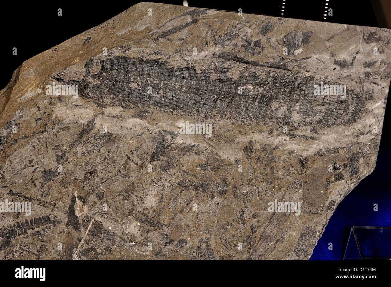 Fossil fruits of Macrostachya infundibuliformis, Stefaniano Age, French Carbonifero Stock Photo