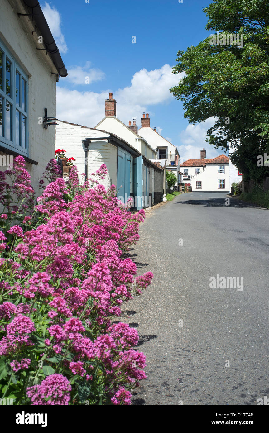 Red Valerian Flowers Growing Outside Cottage in Ludham Norfolk UK Stock Photo