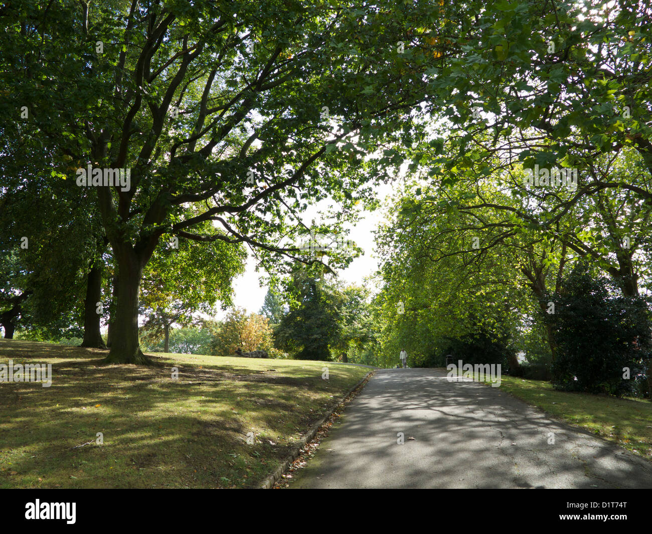 Landscape photograph of trees in Roundwood Park, North west London, NW10 UK, Stock Photo