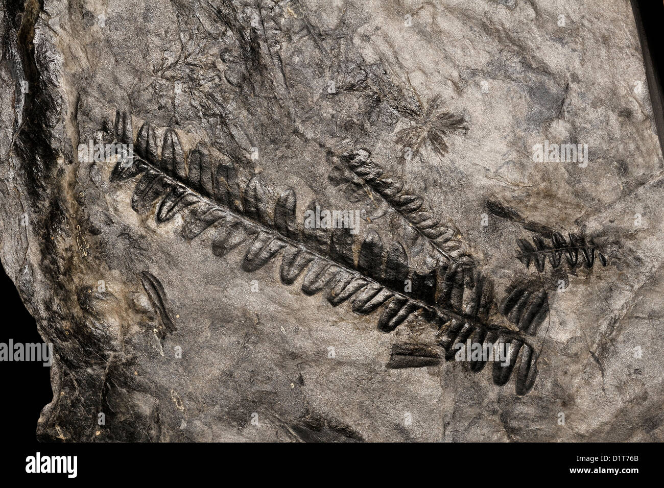 Paleozoic life