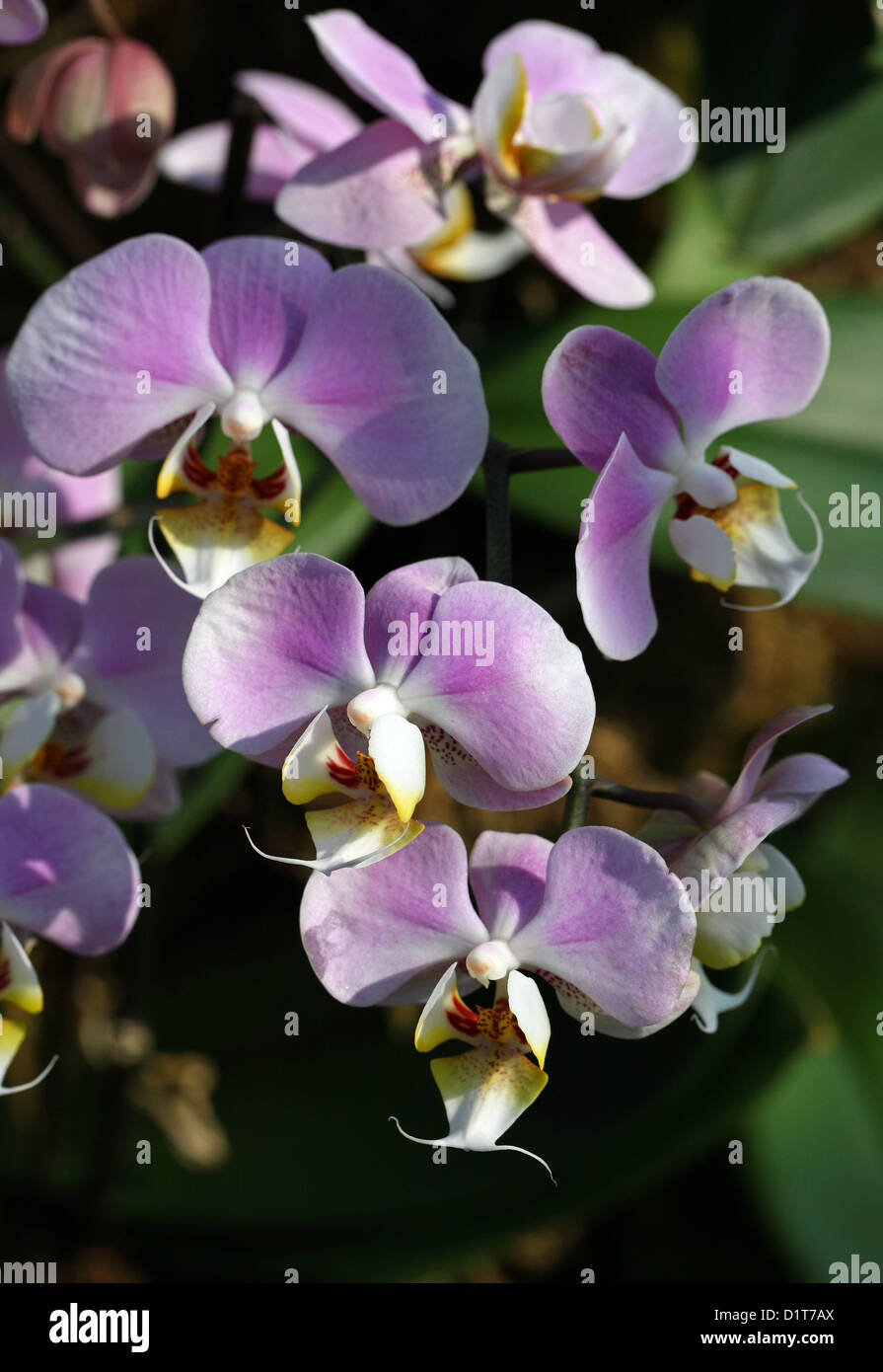 Pink Moth Orchids, Phalaenopsis Hybrid Cultivar, Orchidaceae. Stock Photo