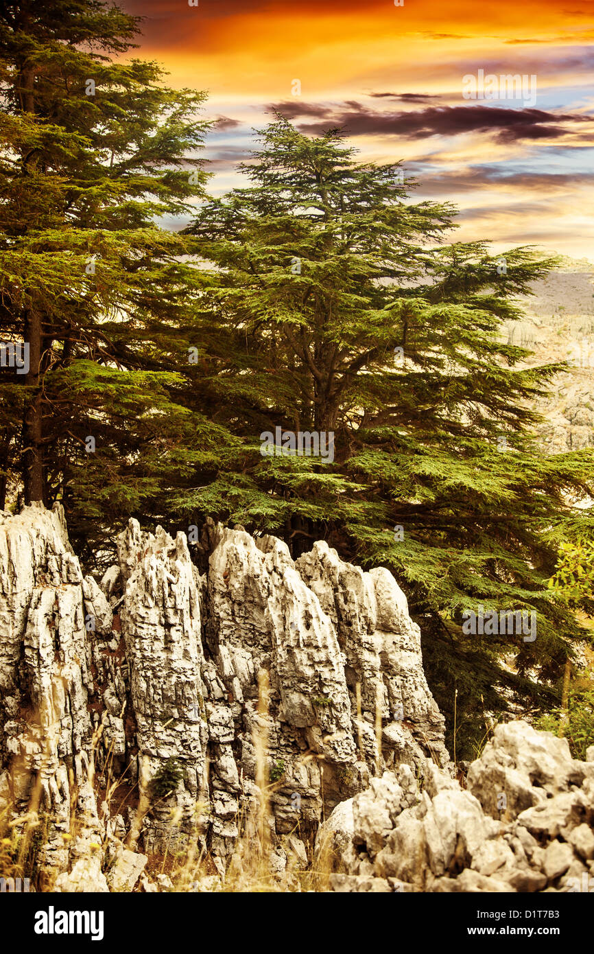 Image Of Cedars Forest Of Lebanon, Coniferous Woods On The Rocks ...