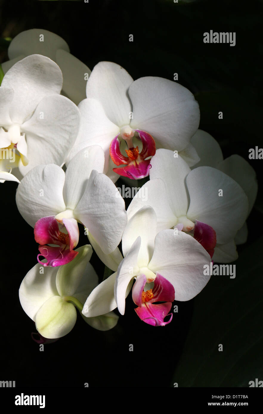 White Moth Orchids, Phalaenopsis Hybrid Cultivar, Orchidaceae. Stock Photo